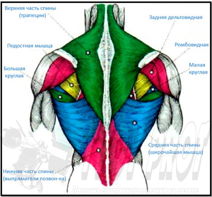 Анатомия и биомеханика движений широчайшей мышцы спины