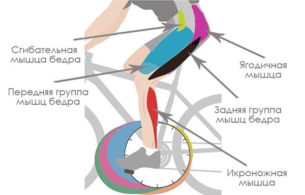 Какие мышцы работают при занятиях на велотренажере