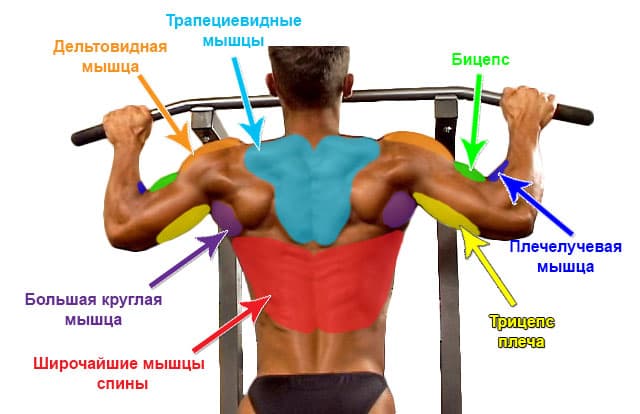 Какие мышцы участвуют во время выполнения подтягиваний